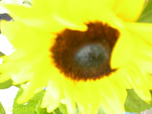 PICT1228Sonnenblume verwischt (Kopie)1