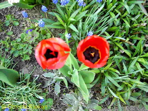 PICT1590 (Kopie) (Kopie)