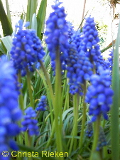 PICT1596 (Kopie) (Kopie)