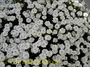 PICT1764--Kopie- (Kopie)